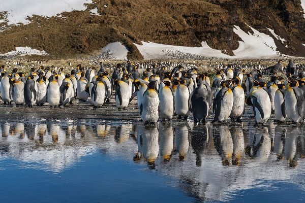 Antarctica-South Georgia Island-Salisbury Plain King penguins reflect in meltwater pond